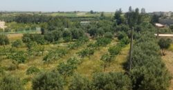 Ferme à vendre prés de Rabat-2 ha avec maison et écurie