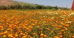Ferme à vendre prés de Rabat-2 ha avec maison et écurie