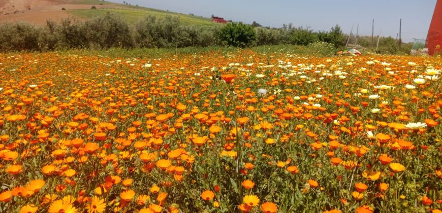 Ferme à vendre prés de Rabat-2 ha avec maison et écurie