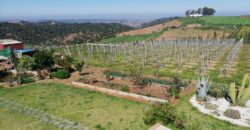 Ferme à vendre Benslimane 8 hectares – terrain agricole