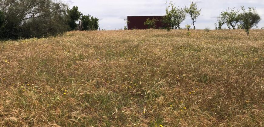 Ferme à vendre Sidi Allal Bahraoui 4 hectares